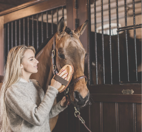 Boxengefluester Partner Kentucky Pferdepflege